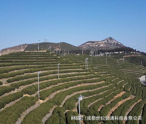 智慧茶园、智慧茶叶种植智能管理系统（四川、重庆、云南、贵州）(图2)