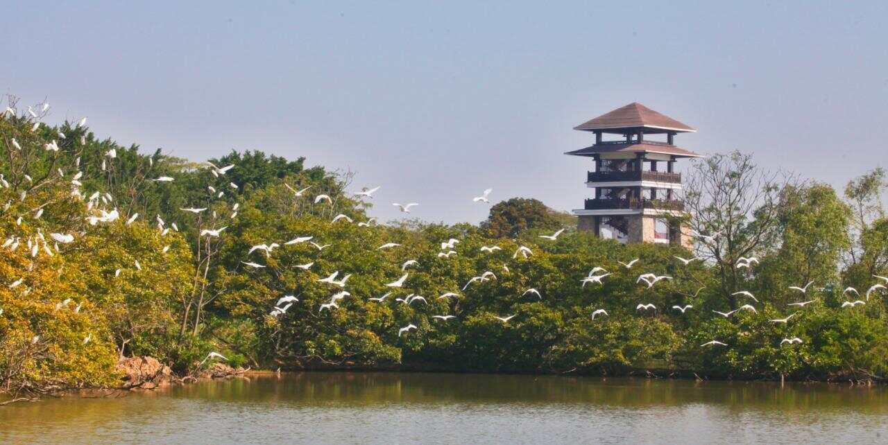 音乐节带火跨城消费看南沙双节揽客超百万人次背后的文旅升级(图4)