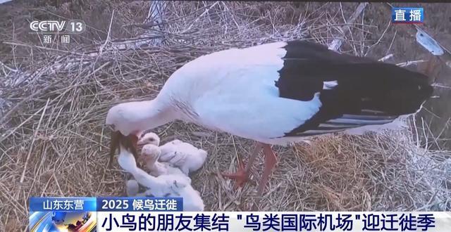 从窒息滩涂到“鸟类国际机场”黄河口湿地实现人与自然和谐共生(图11)