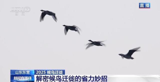 从窒息滩涂到“鸟类国际机场”黄河口湿地实现人与自然和谐共生(图8)
