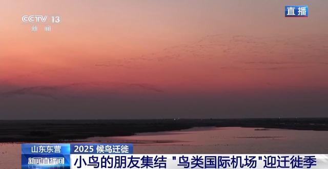 从窒息滩涂到“鸟类国际机场”黄河口湿地实现人与自然和谐共生(图6)
