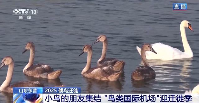 从窒息滩涂到“鸟类国际机场”黄河口湿地实现人与自然和谐共生(图9)
