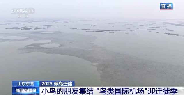 从窒息滩涂到“鸟类国际机场”黄河口湿地实现人与自然和谐共生(图4)