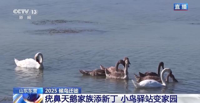 从窒息滩涂到“鸟类国际机场”黄河口湿地实现人与自然和谐共生(图10)
