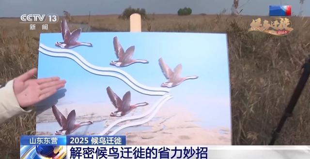 从窒息滩涂到“鸟类国际机场”黄河口湿地实现人与自然和谐共生(图7)