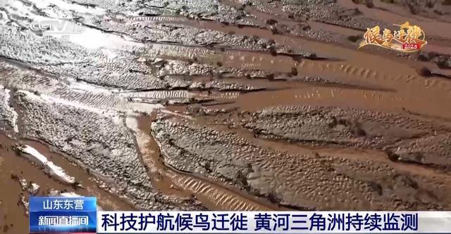 从窒息滩涂到“鸟类国际机场”黄河口湿地实现人与自然和谐共生(图14)